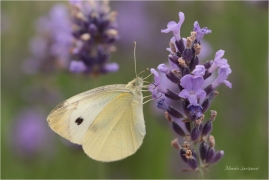 <p>BĚLÁSEK ŘEPOVÝ (Pieris rapae) ---- /Small white - Kleiner Kohlweißling/</p>